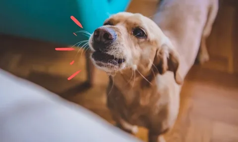 Tại sao chó hay sủa và cắn một số người, nhưng với người khác lại không?