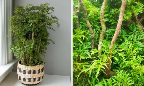Có nên trồng cây đinh lăng trong nhà hay không?