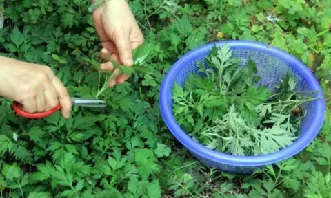 Tại sao người già khuyên nên trồng ngải cứu trước nhà?