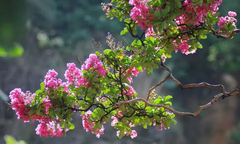 Có nên trồng hoa tường vi trước cửa nhà?