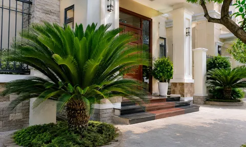 Có nên trồng cây vạn tuế trước nhà?