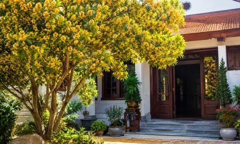 Có nên trồng cây mộc hương trước nhà?
