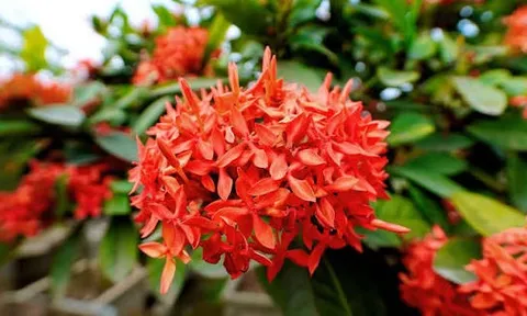 Có nên trồng hoa Mẫu Đơn trước nhà?