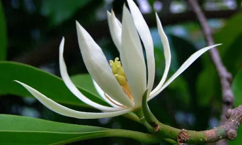 Có nên trồng hoa ngọc lan trước nhà?