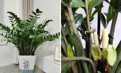 Tại sao bạn nên để một chậu cây kim tiền trong nhà?