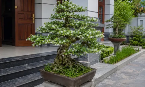 Có nên trồng cây mai chiếu thủy trước nhà?