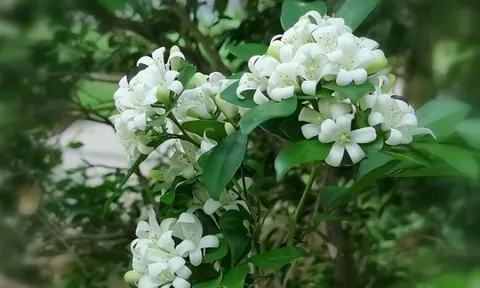 Có nên trồng cây nguyệt quế trước nhà?