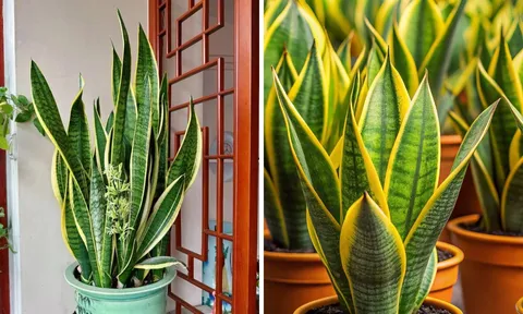 Có nên trồng cây Lưỡi Hổ trước nhà?