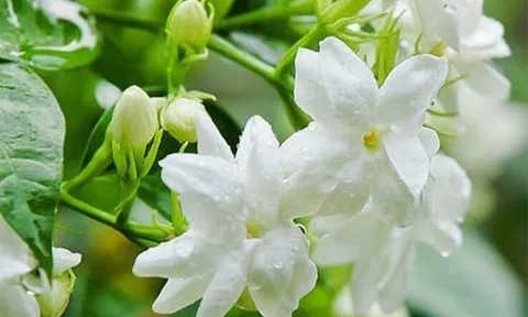 Có nên trồng hoa nhài trước cửa?