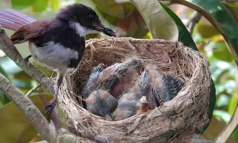 Tổ chim thường hướng lên trời, vậy nếu trời mưa bão thì sao: Hóa ra chúng rất thông minh