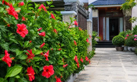Có nên trồng hoa dâm bụt trước cửa nhà?