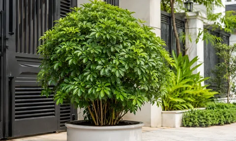 Có nên trồng cây Ngũ Gia Bì trước nhà?