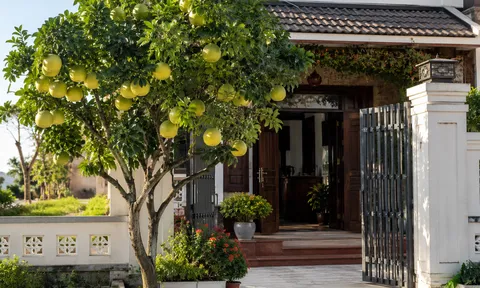 Có nên trồng cây bưởi trước cửa nhà?