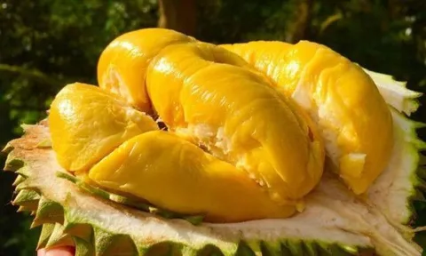 Tại sao nhiều khách sạn cấm mang quả sầu riêng vào phòng?