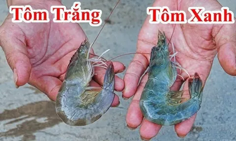 Đi chợ mua tôm nên chọn tôm trắng hay tôm xanh thì ngon hơn?