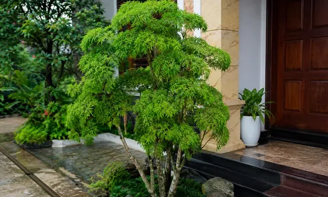3 vị trí tốt nhất để trồng cây đinh lăng
