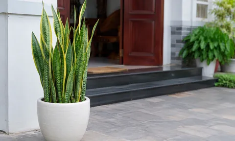 Hiểu đúng về cây lưỡi hổ: Cách trồng, chăm sóc và ý nghĩa phong thủy cần biết