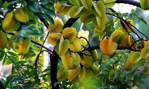 2 vị trí tốt nhất để trồng cây khế