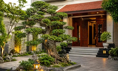 Có nên trồng cây duối trước nhà?