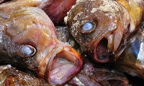 Người bán cá 10 năm tiết lộ: 5 loại cá “rẻ như cho” cũng đừng dại mua