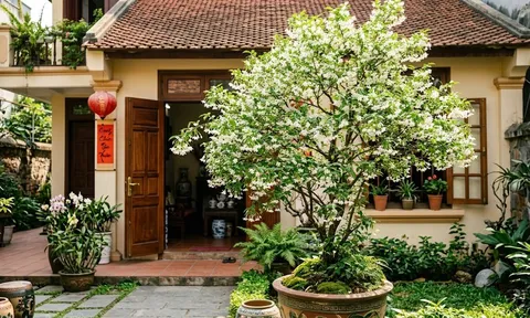 3 vị trí trồng Mai Chiếu Thủy được nhiều người quan tâm