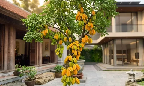 Lời khuyên cho những gia đình đang trồng cây khế