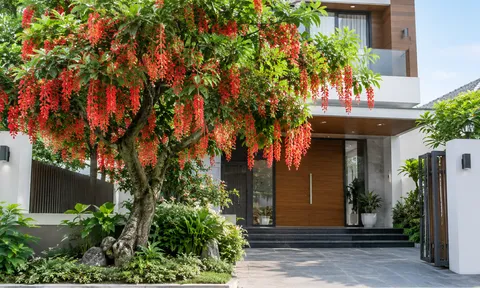 Trồng cây Lộc Vừng ở đâu tốt nhất?