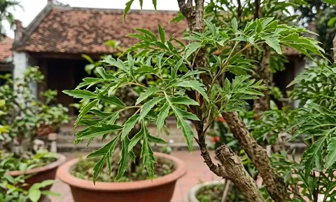 Đinh Lăng "Sâm của người nghèo", 5 giá trị lớn ai biết cũng muốn trồng ngay