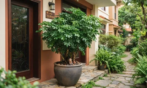 Giá trị tuyệt vời của cây Ngũ Gia Bì nhiều người chưa biết đến