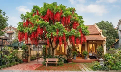 5 lý do nhà giàu thường trồng cây Lộc Vừng trong nhà