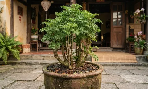 5 lý do các gia đình giàu có rất thích trồng cây Đinh Lăng trong nhà