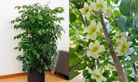 Tại sao nhiều gia đình giàu có thích trồng một cây Hạnh Phúc trong nhà?