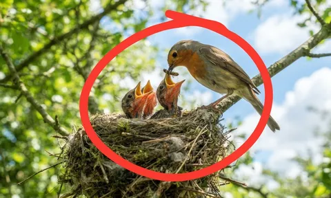 Vì sao tổ chim thường hướng lên trời? Chúng không sợ mưa bão hay sao?