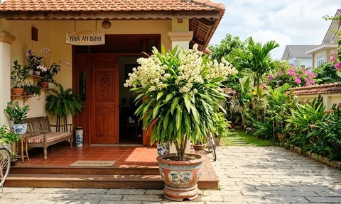 5 lý do những gia đình giàu có thích trồng Thiết Mộc Lan trong nhà