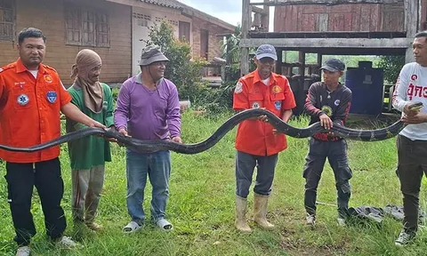 Bắt sống rắn hổ mang chúa khổng lồ nặng 20kg, dài 4,3 mét bò vào nhà dân