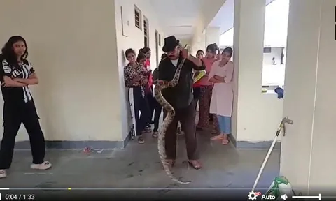 Trăn khổng lồ dài 3 mét bò vào ký túc xá nữ: Hiện trường gây hoảng loạn