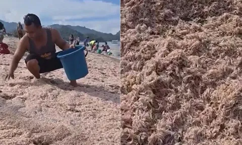 Bãi biển bất ngờ chuyển hồng rực, hàng trăm người kéo đến xem, vui mừng như bắt được vàng