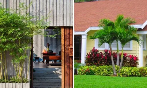 Người xưa dặn: 3 cây trồng trước nhà tiền tài tiêu tán, đem trồng sau nhà con cháu đời đời ấm no