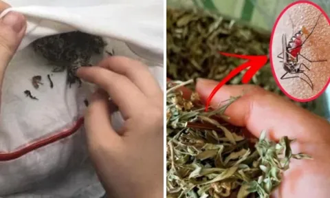 Không cần phun thuốc hay vợt muỗi, bỏ nắm lá này vào phòng: Muỗi nhiều đến mấy cũng bay sạch