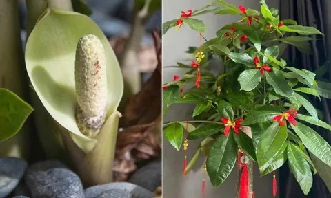 5 loại cây cảnh hiếm khi nở hoa, một khi đã nở hoa là điềm báo: Gia chủ cần chuẩn bị
