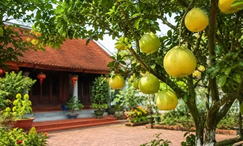 Trồng cây bưởi trước nhà phong thuỷ có tốt không?