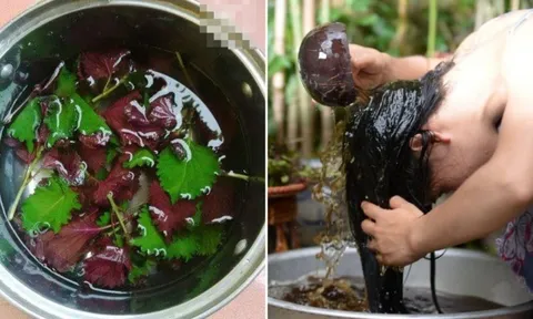 Cách gội đầu bằng nước lá tía tô giúp mọc tóc, mượt mà