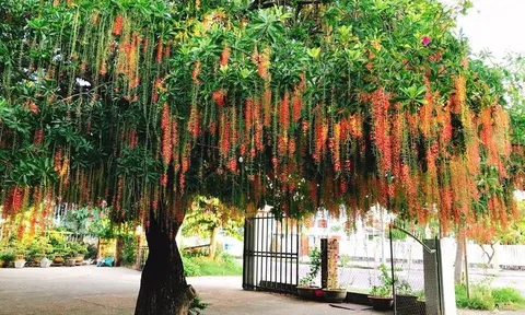 3 cây quý trong sân vườn, hút lộc lành cho gia đình: Chặt đi là mất lộc