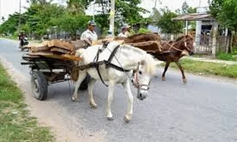 Hành vi điều khiển xe vật nuôi kéo vi phạm quy tắc giao thông đường bộ sẽ bị xử lý như thế nào?