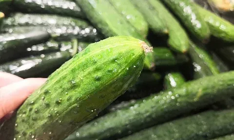 Dưa chuột rẻ đến mấy mà có 5 dấu hiệu này cũng đừng dại mua