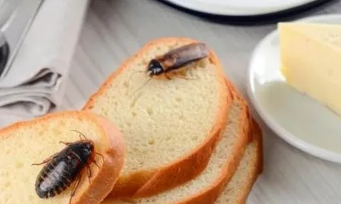Chỉ 1 lát bánh mì, mẹo đuổi gián khiến nhà sạch bóng không cần hóa chất