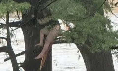 Bị lũ cuốn trôi 32km, cô gái sống sót kỳ diệu nhờ bám vào thân cây