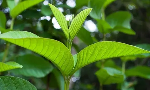 Tưởng chỉ ăn kèm nem chua, lá ổi lại giúp giảm cân và kiểm soát tiểu đường