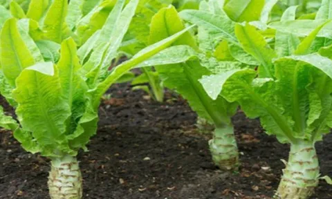 Loại rau mùa hè giòn ngọt, mát lành giúp gan khỏe, ngủ sâu giấc