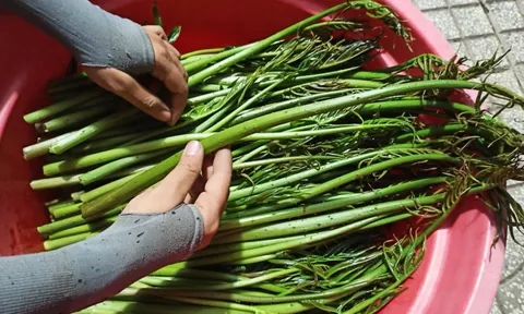 Loại rau mọc dại từng bị lãng quên, nay thành đặc sản "hút khách", công dụng bảo vệ gan khiến ai cũng muốn thử